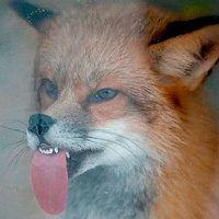 Mr.D.Fox