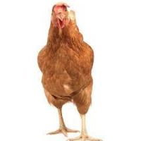 JoeJimbleson