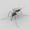 Mosquito