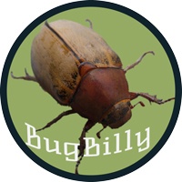 BugBilly